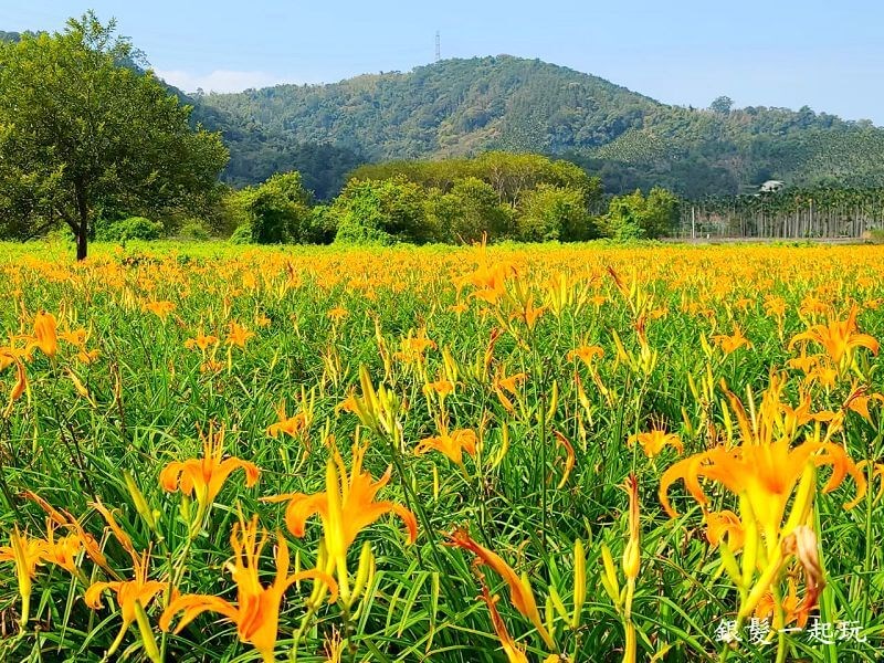 擁抱日月潭2日遊！茶韻山水，品味自然