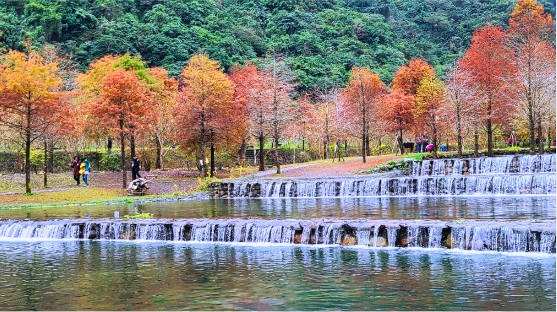 精靈系落羽松夢幻九層疊瀑，山巒緋紅松葉倒映翡翠鏡面宛如明信片!