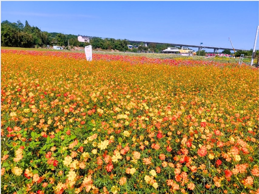 《中投尊榮花果杉2日遊》銅鑼每年一次杭菊白雪/南投天下第一黃金水杉林!